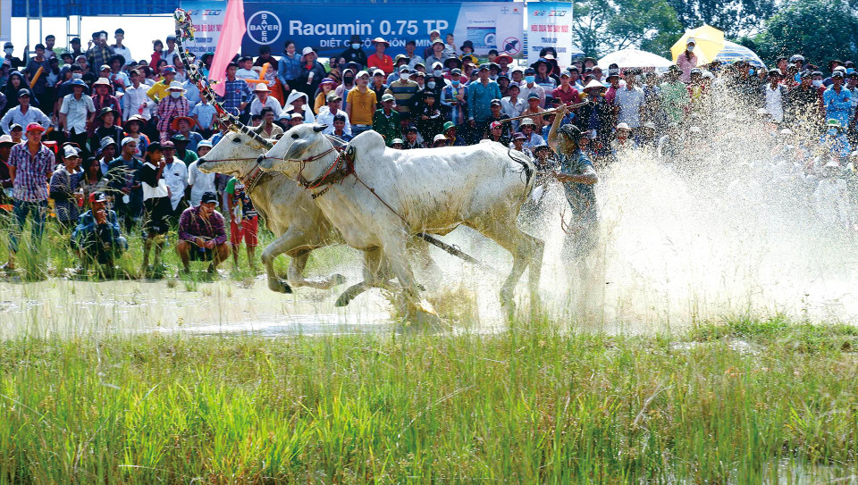Course de bœufs lors de la Fête Sene Dolta des Khmers. Photo: VNA