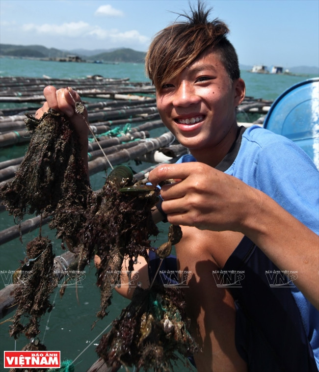Huîtres lâchées dans les radeaux d’élevage de homards