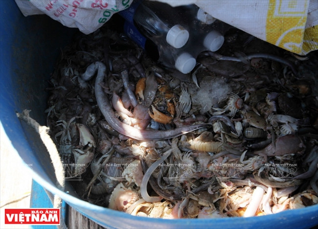 La nourriture pour les homards 