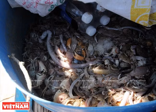 La nourriture pour les homards 