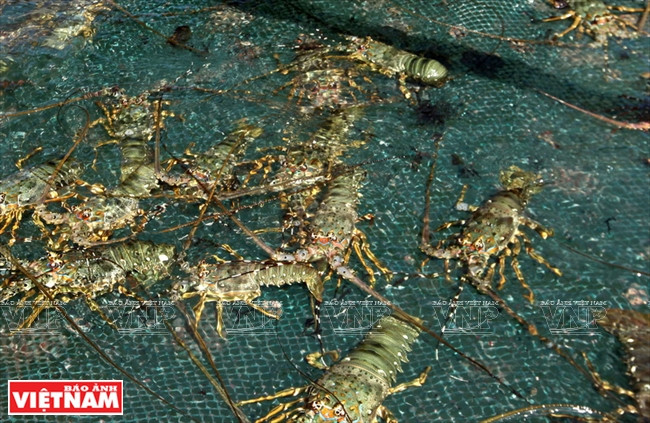 La baie de Xuân Daï est favorable à l’élevage du homard. 
