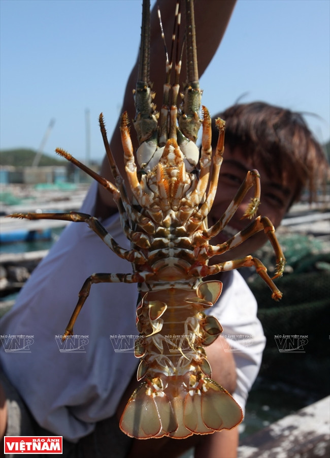 L’élevage du homard pour l’exportation est une activité très rentable.