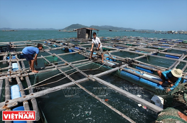 Une famille pratiquant l’élevage des langoustes