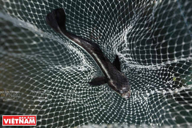 Le poisson bop (Rachycentron canadum) est l’une des espèces aquatiques les plus élevées dans la baie Xuân Daï. 