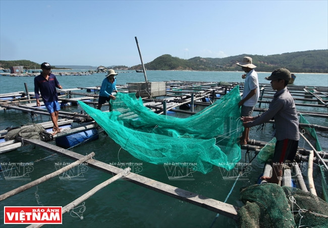 L’élevage des homards est un métier rentable 
