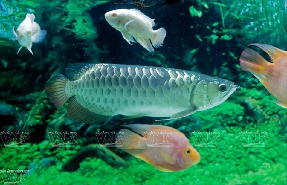 Les arowanas figurent parmi les poissons les plus coûteux. 