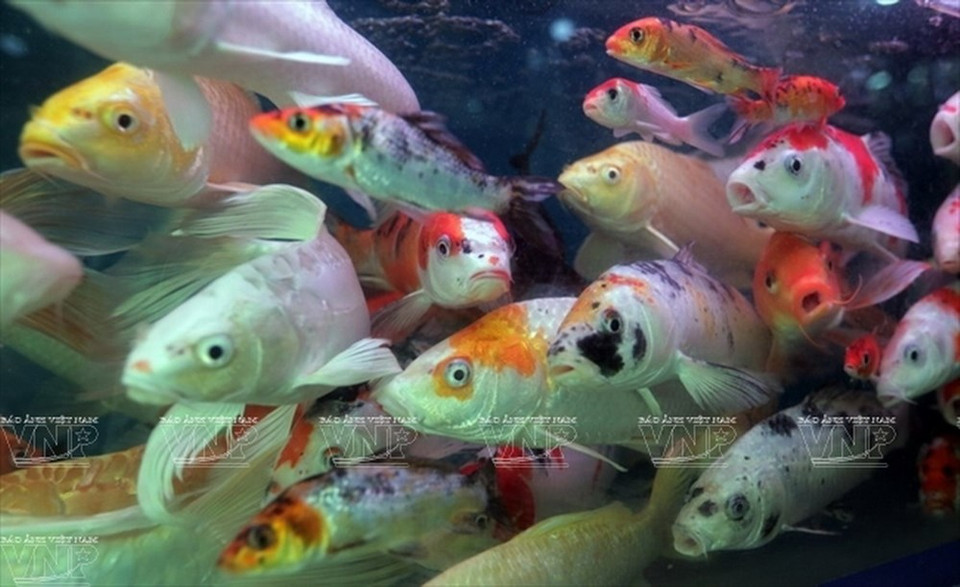 La carpe koï est le poisson préféré de nombreux Hanoïens. 