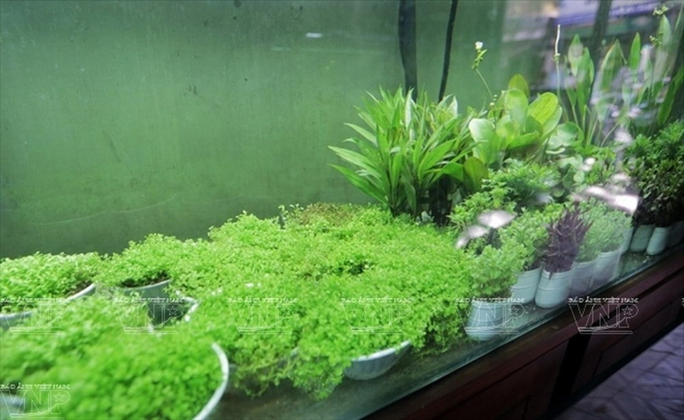 Des mousses et hépatiques adaptés aux aquariums. 