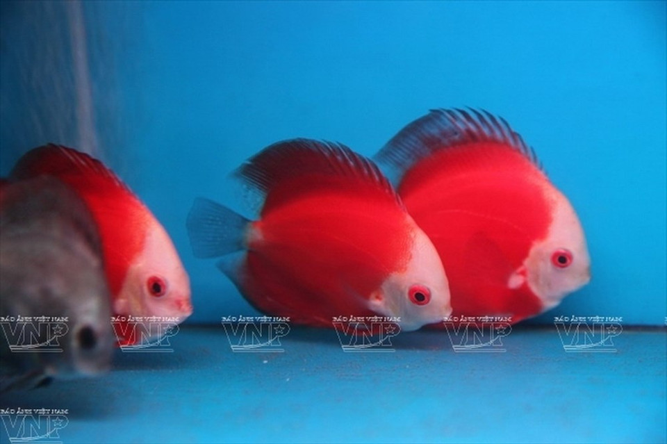 Des discus (Symphysodon). 