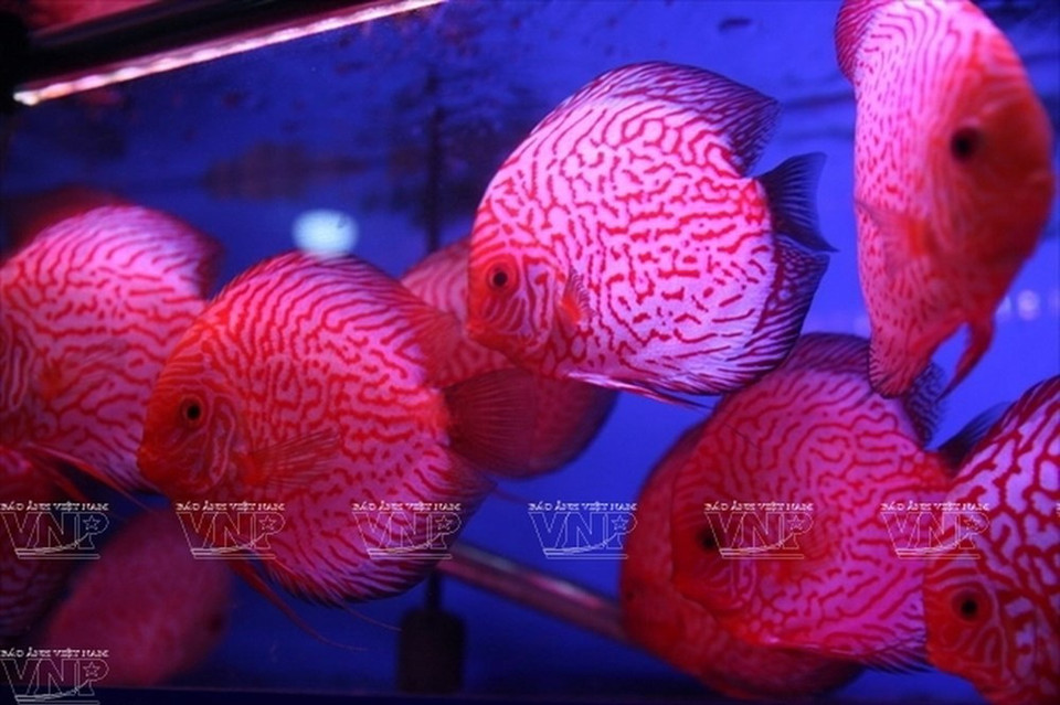 Le discus est un poisson répandu dans les aquariums des Hanoïens. 