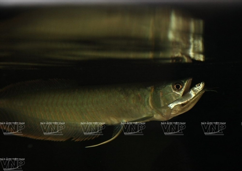 Les awaronas sont considérés comme porteurs de prospérité . 