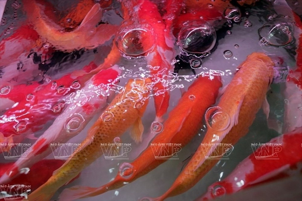 L'oxygène est un élément essentiel pour la longévité des poissons.