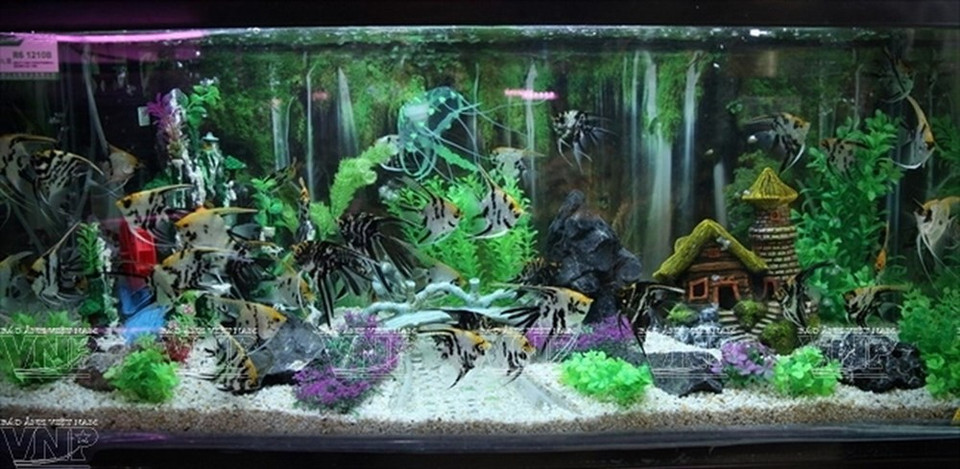 Un aquarium original.