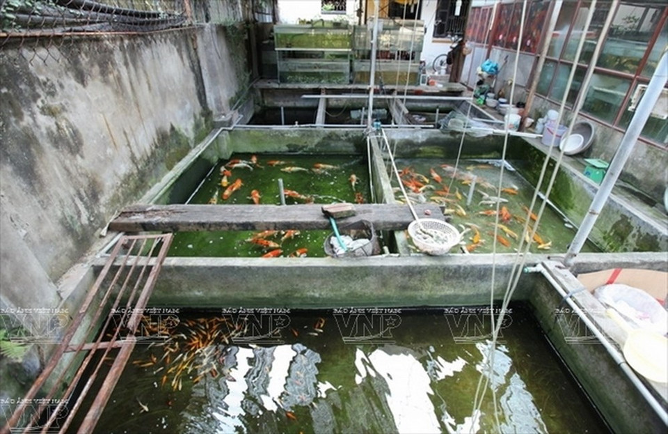 Le village de Yen Phu est connu pour l'élevage des poissons d'aquarium.