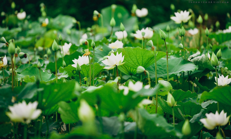 Le lotus blanc est également connu sous le nom de "Bach Lien". Photo: journal Tin Tuc