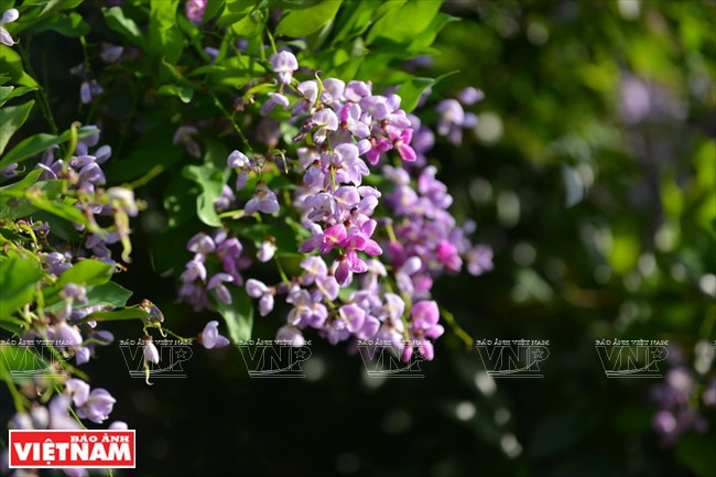 D’avril à juin, c’est la saison de floraison des Millettia nigrescens dans la péninsule de Son Tra. Cette fleur est la nourriture préférée des doucs à pattes