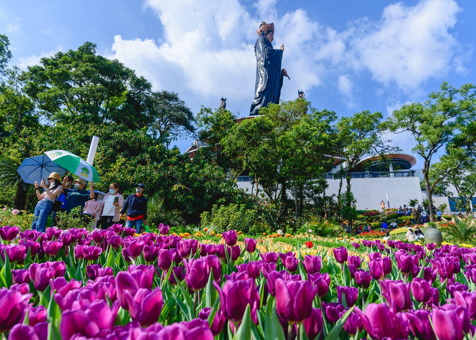 Les tulipes plantées au sommet du mont de Ba Den attirent de nombreux touristes.