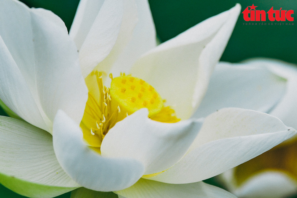 Ces fleurs apportent une beauté pure, noble et pleine de dignité. Photo: journal Tin Tuc