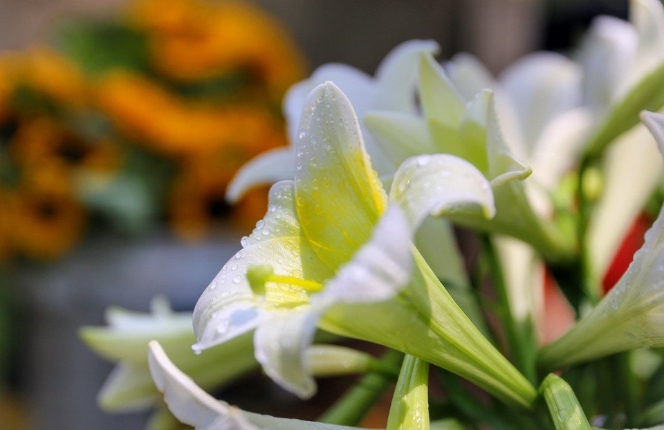 Bien qu’il soit moins parfumé que beaucoup d'autres fleurs, sa blancheur immaculée fascine nombre de gens. 
