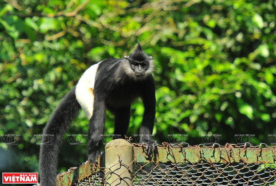 Selon les résultats d'une enquête de l'Association de protection des animaux de Francfort (Allemagne) au Vietnam, le langur de Delacour ne se trouve qu'au Vietnam avec plus de 200 individus. 