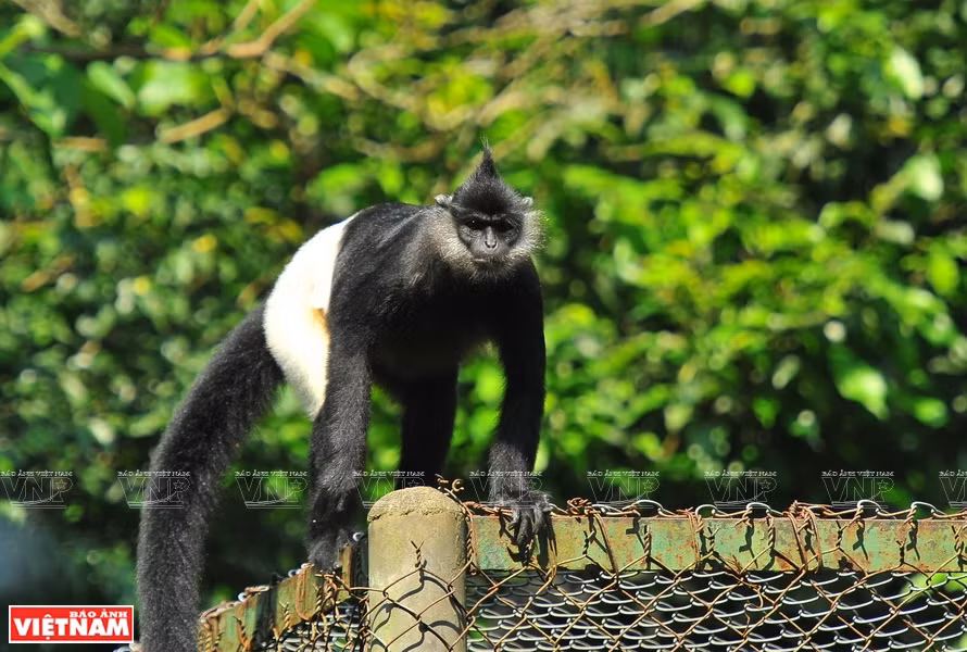 Selon les résultats d'une enquête de l'Association de protection des animaux de Francfort (Allemagne) au Vietnam, le langur de Delacour ne se trouve qu'au Vietnam avec plus de 200 individus. 