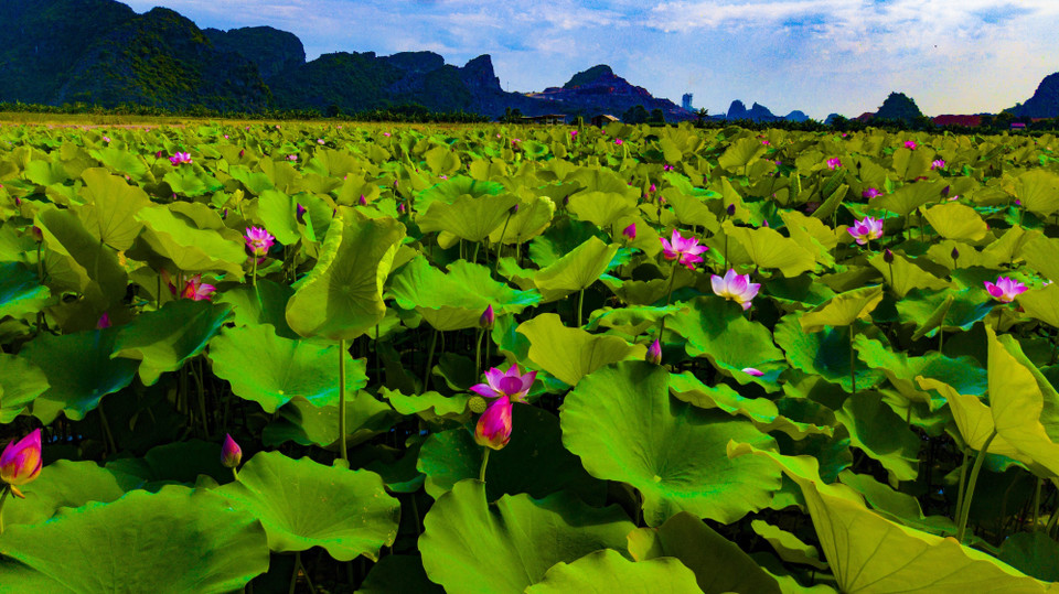 De vastes champs de lotus à Ninh Binh.