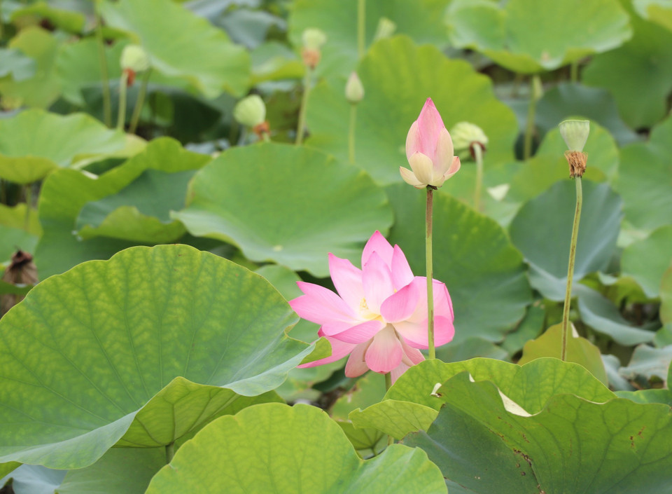 Des lotus à Ninh Binh en pleine floraison.