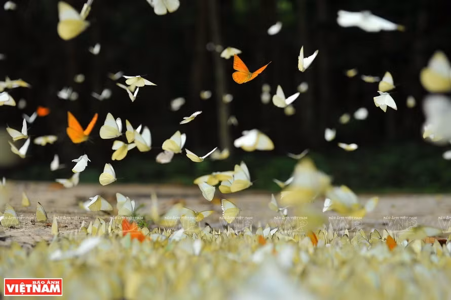 En avril et mai, vous pourrez contempler des milliers de papillons. 
