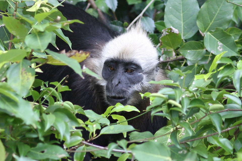 C'est un primate très rare que l'on ne trouve que dans les forêts tropicales humides de l'île de Cat Ba. 