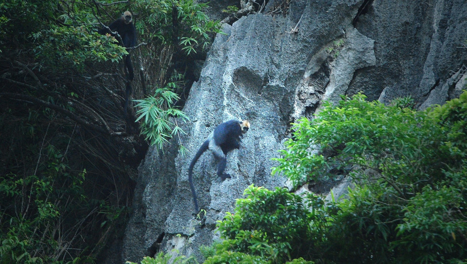Le langur de Cat Ba est l'un des primates les plus rares au monde et ne se trouve que sur l'île de Cat Ba, au large de la ville de Hai Phong. 