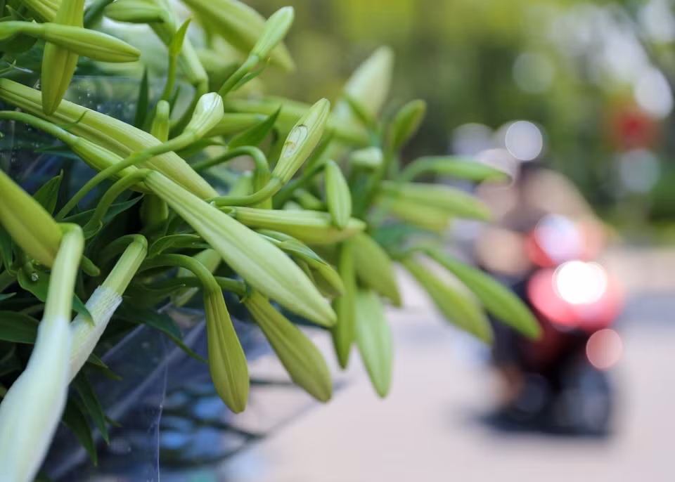 Les lys de Pâques sont achetés pour prendre des photos et les exposer dans la maison. 