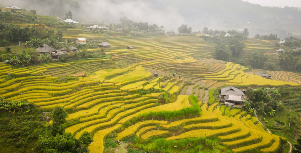 À la saison du riz mûr, les rizières en terrasses étalent une couleur jaune poétique.
