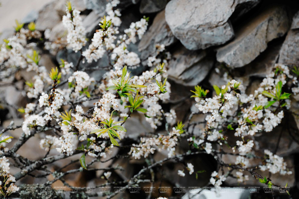 Des fleurs de prunier jouxtant des murets de pierre.