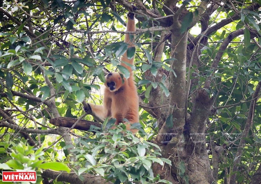 Un primate dans l'environnement naturel du parc national de Cuc Phuong. 