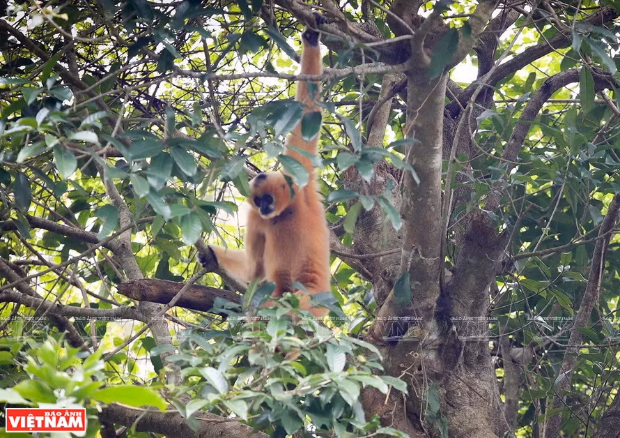 Un primate dans l'environnement naturel du parc national de Cuc Phuong. 