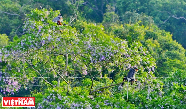 Des doucs cherchant leur nourriture dans les Millettia nigrescens en fleurs, une image pittoresque.