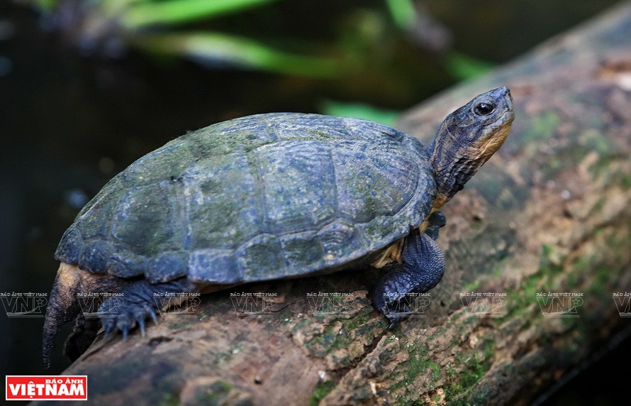 Une tortue terrestre dans le parc national de Cuc Phuong. 