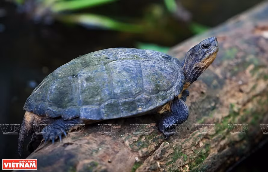 Une tortue terrestre dans le parc national de Cuc Phuong. 