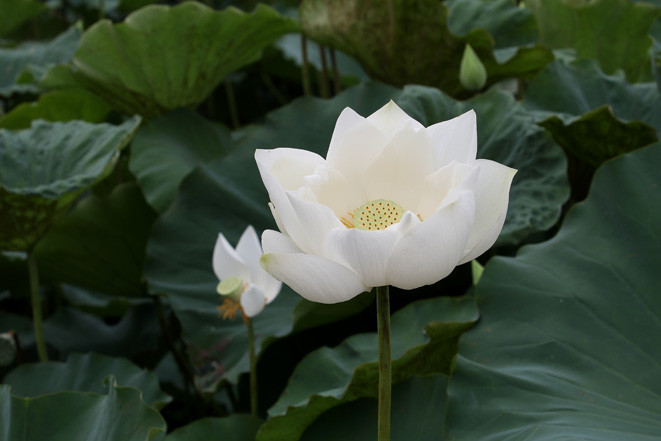 Les lotus blancs fleurissent de mai à août. Photo: journal Tin Tuc