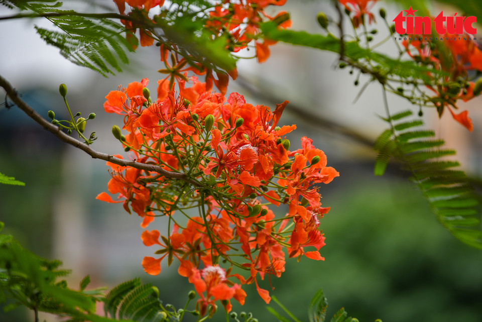 Avec sa couleur rouge brillante, les fleurs de flamboyants rappellent souvent l'image du feu.