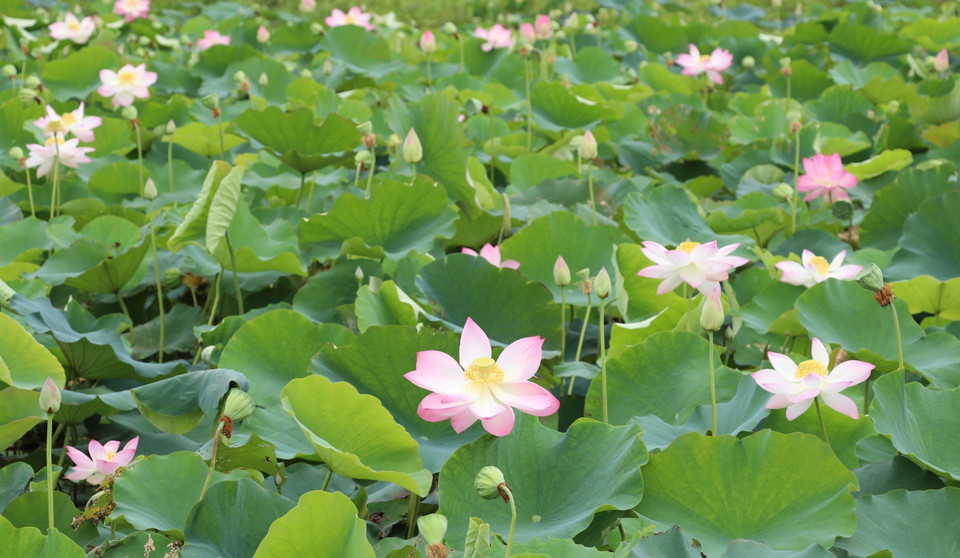 Des lotus à Ninh Binh en pleine floraison.