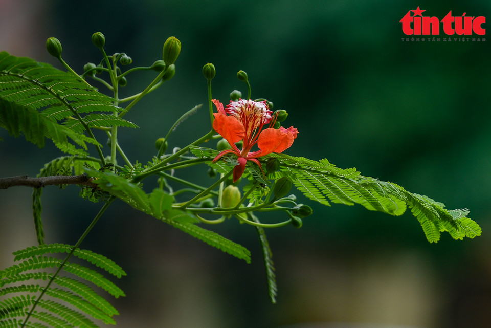 Les fleurs de flamboyants disposent des pétales étalés rouge vif ou rouge orangé.