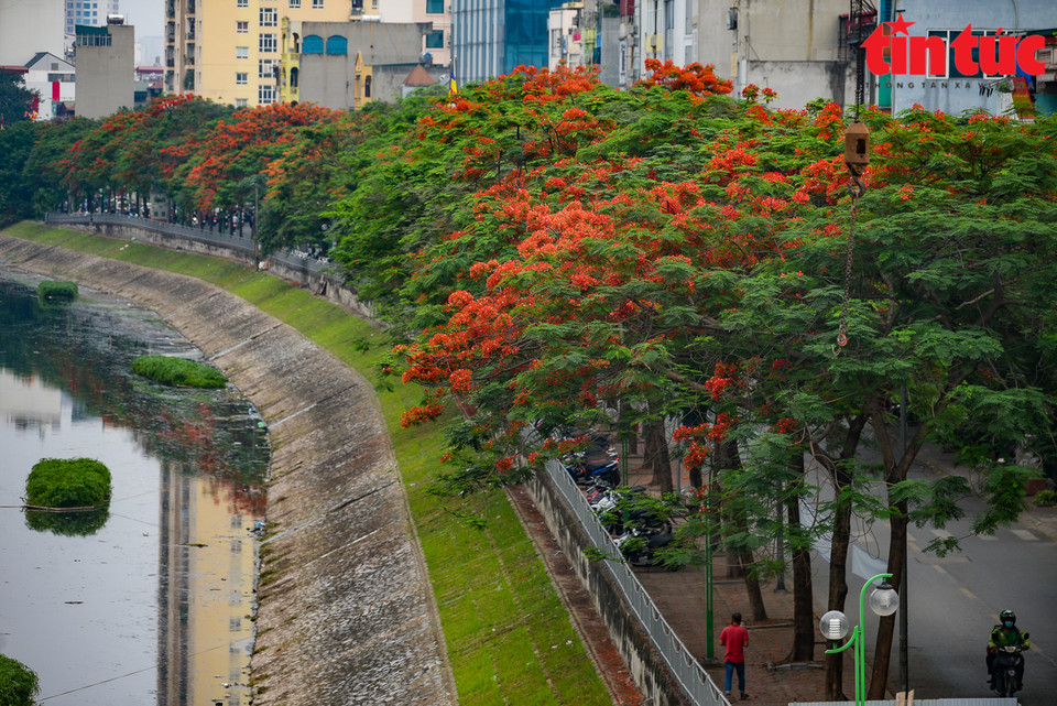 Les rues sont sublimées par le rouge des fleurs de flamboyants.