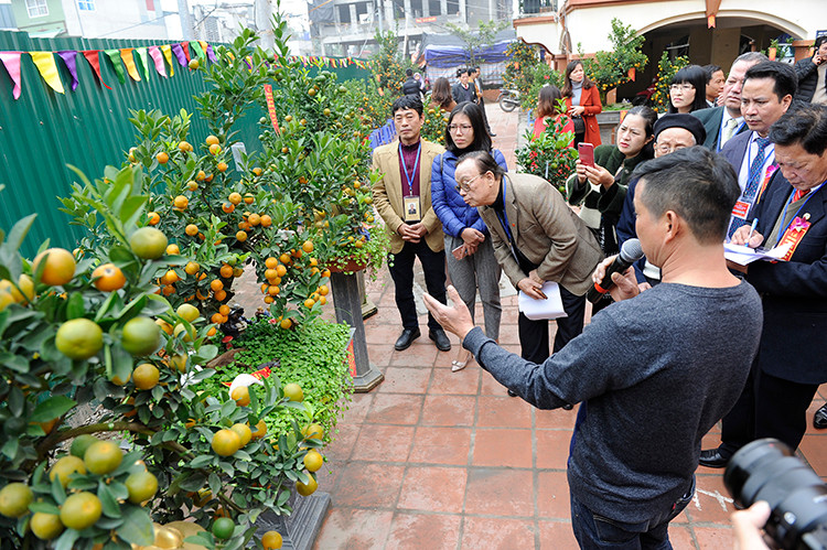 Un arboriculteur de kumquats présente ses arbustes devant un jury lors d'un concours de beauté kumquat.