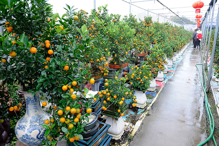 Des lignées de kumquats ornementaux sont prêtes à créer une atmosphère printanière pour tous.