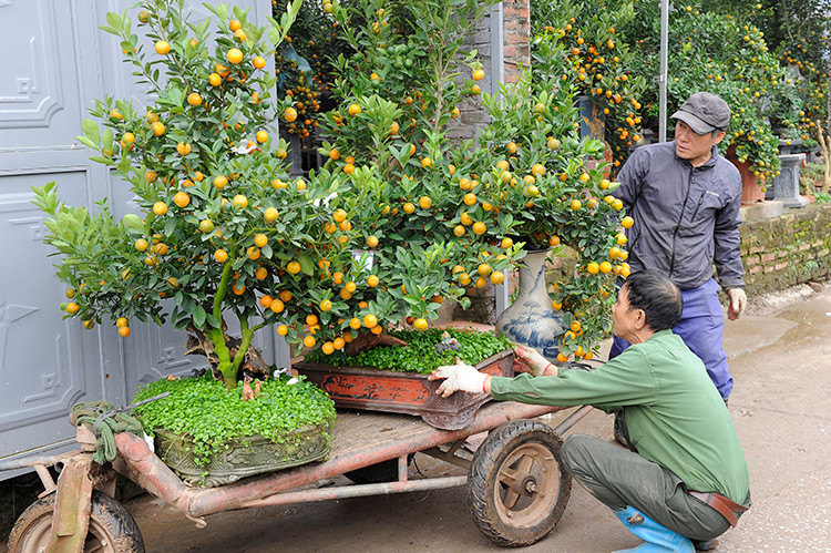 Les kumquats sont placés sur un chariot, prêts à être livrés aux clients.