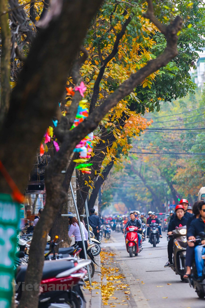 Les gens se sentent paisibles une fois traversés des rues ombragés. Photo : The Dai/Vietnam+