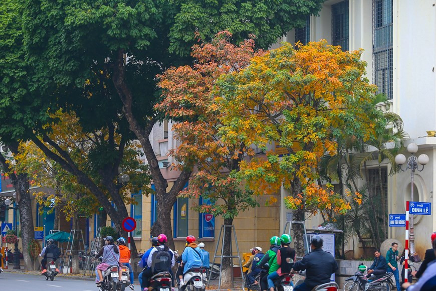 C’est difficile de distinguer la différence entre l’automne et le printemps via la couleur des rangées d’arbres. Photo : The Dai/Vietnam+
