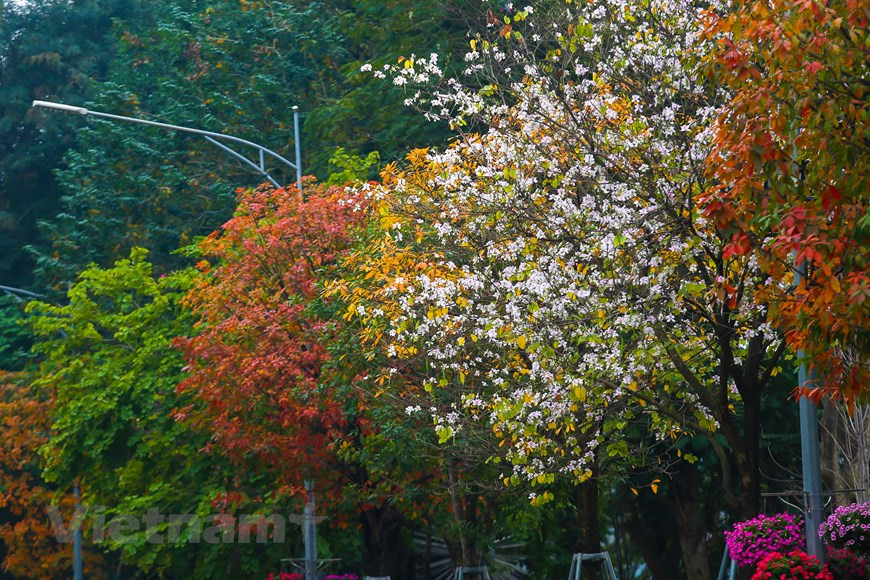 Photo : The Dai/Vietnam+ 