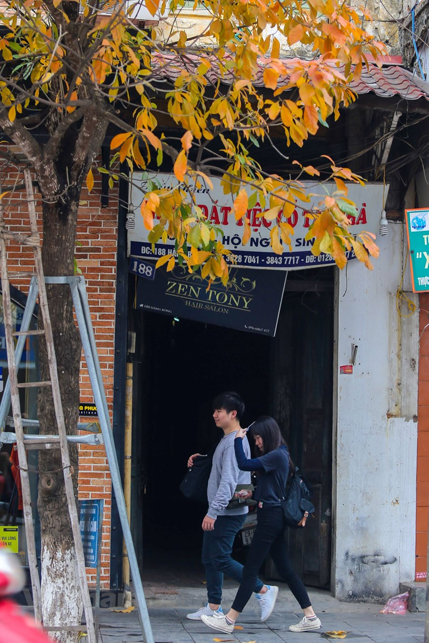 Hanoï devient plus romantique grâce aux feuilles jaunes des rangées de barringtonias. Photo : The Dai/Vietnam+